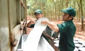 Doanh nghiệp đầu ngành cao su lãi đậm